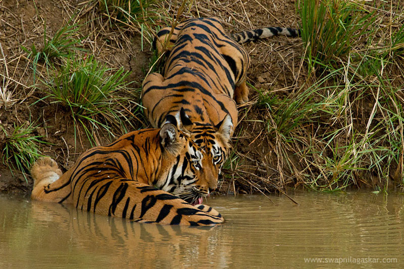 Tigers of Tadoba