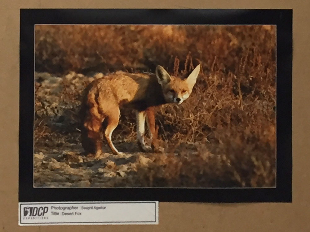 DCP Wildlife Photography Exhibition, Nashik