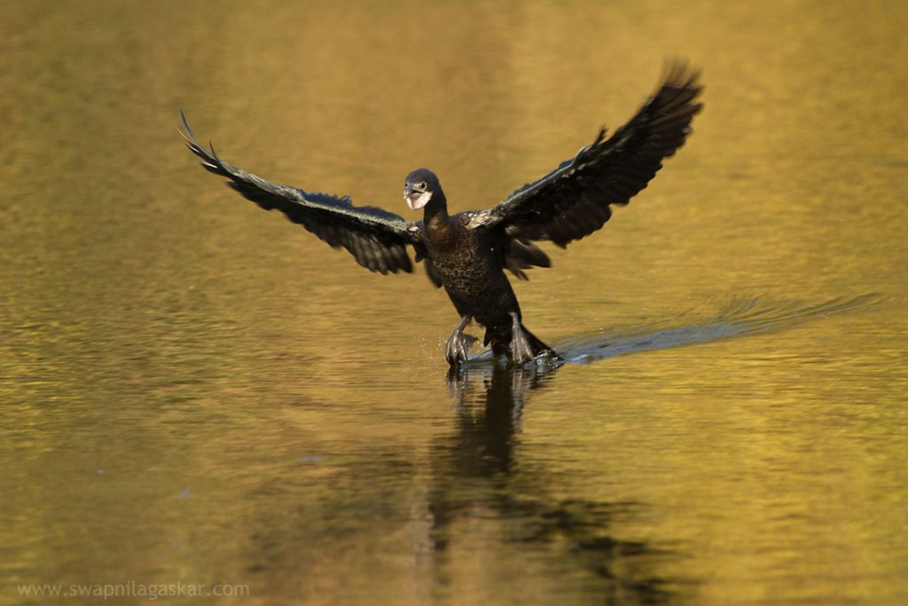Little Cormorant